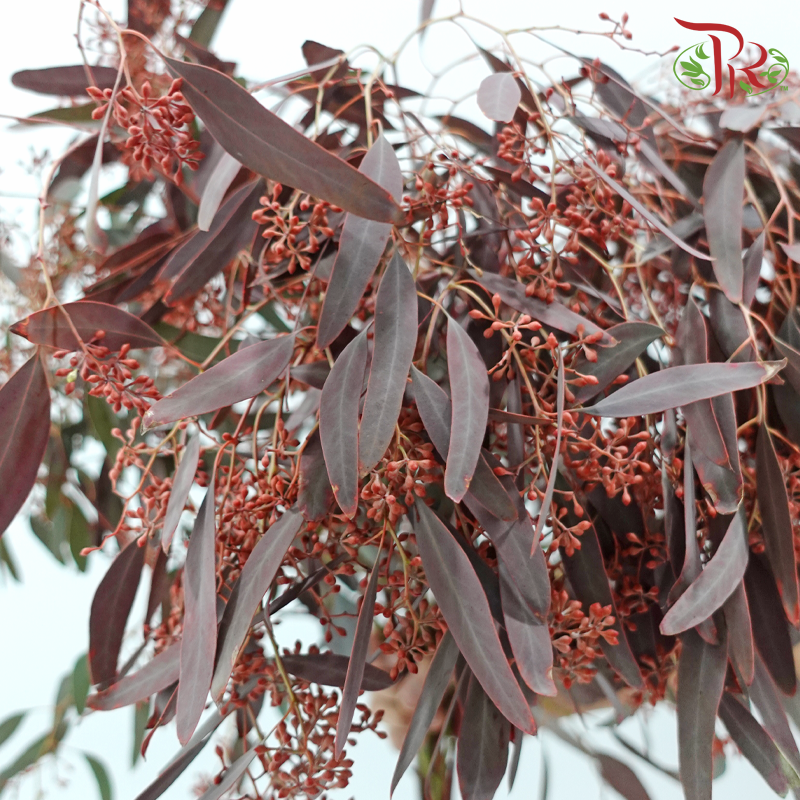 Eucalyptus Berry Dyed