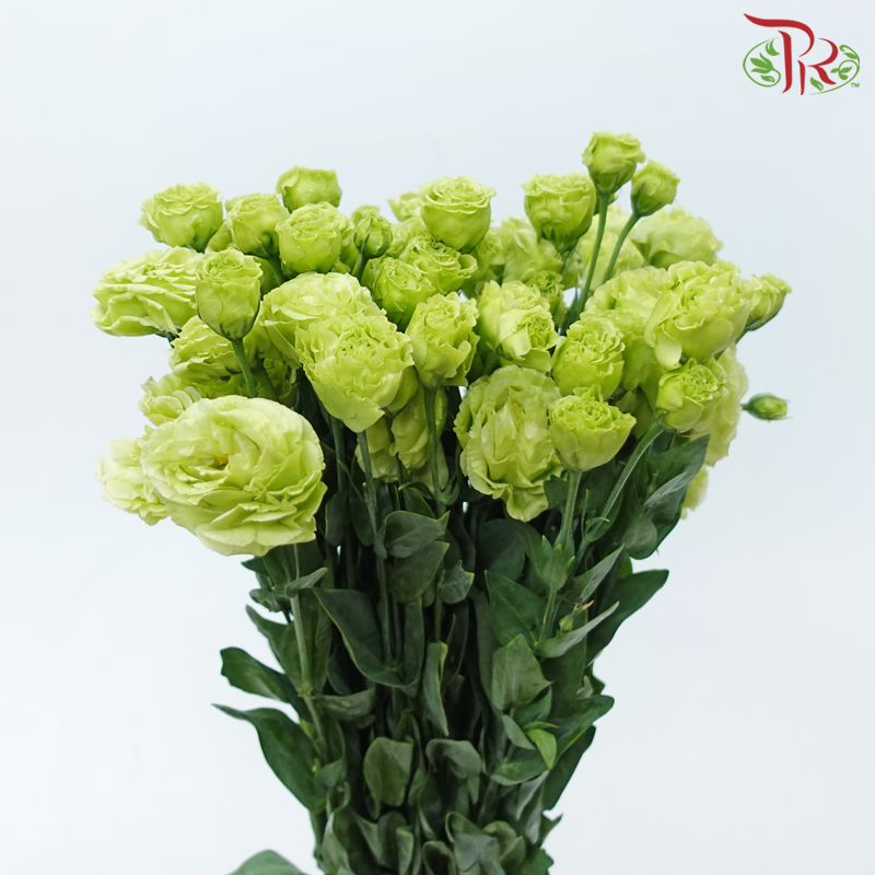 Eustoma《洋桔梗》