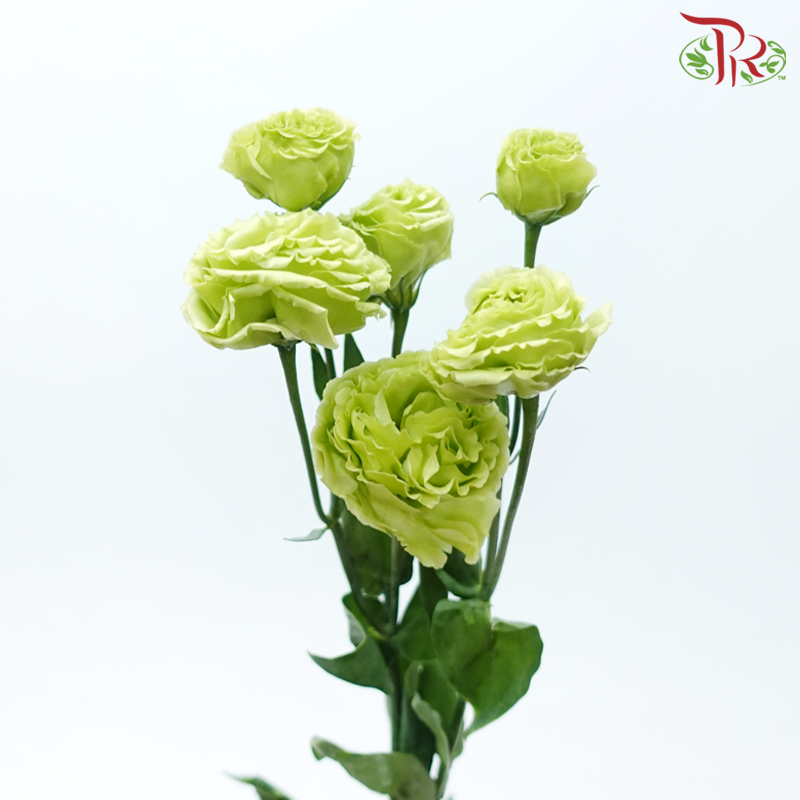 Eustoma《洋桔梗》