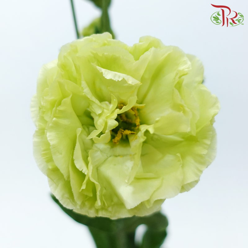 Eustoma《洋桔梗》
