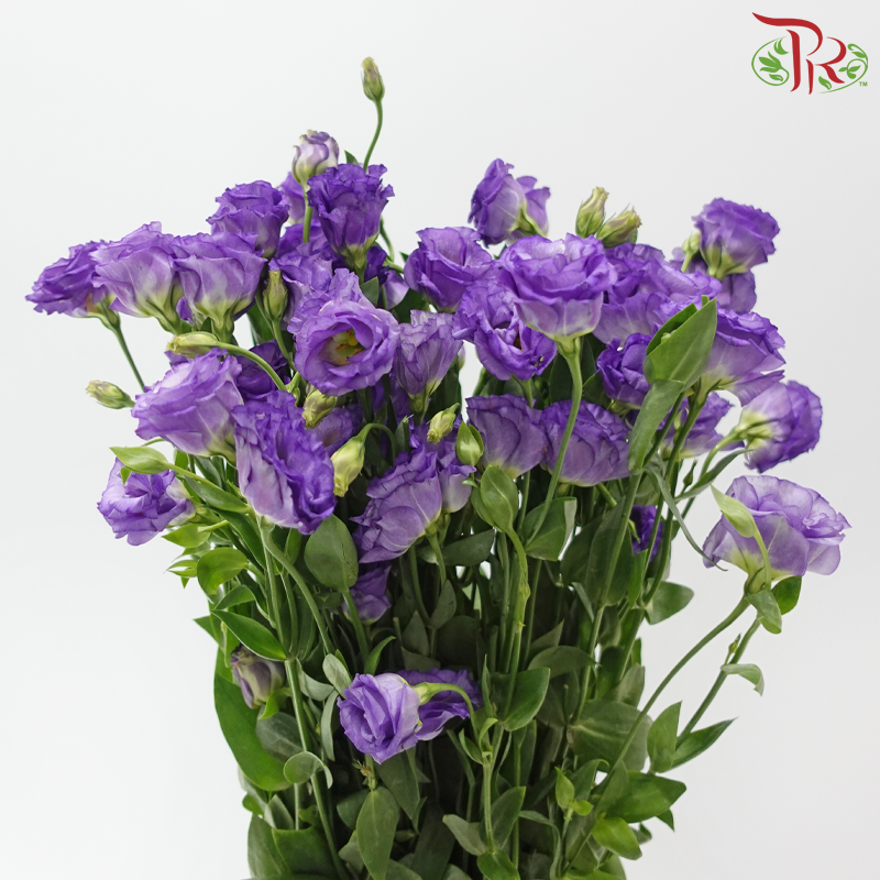 Eustoma《洋桔梗》