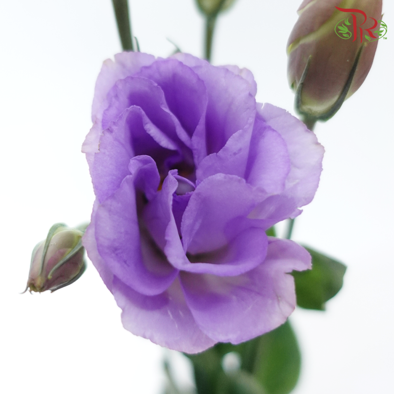 Eustoma《洋桔梗》