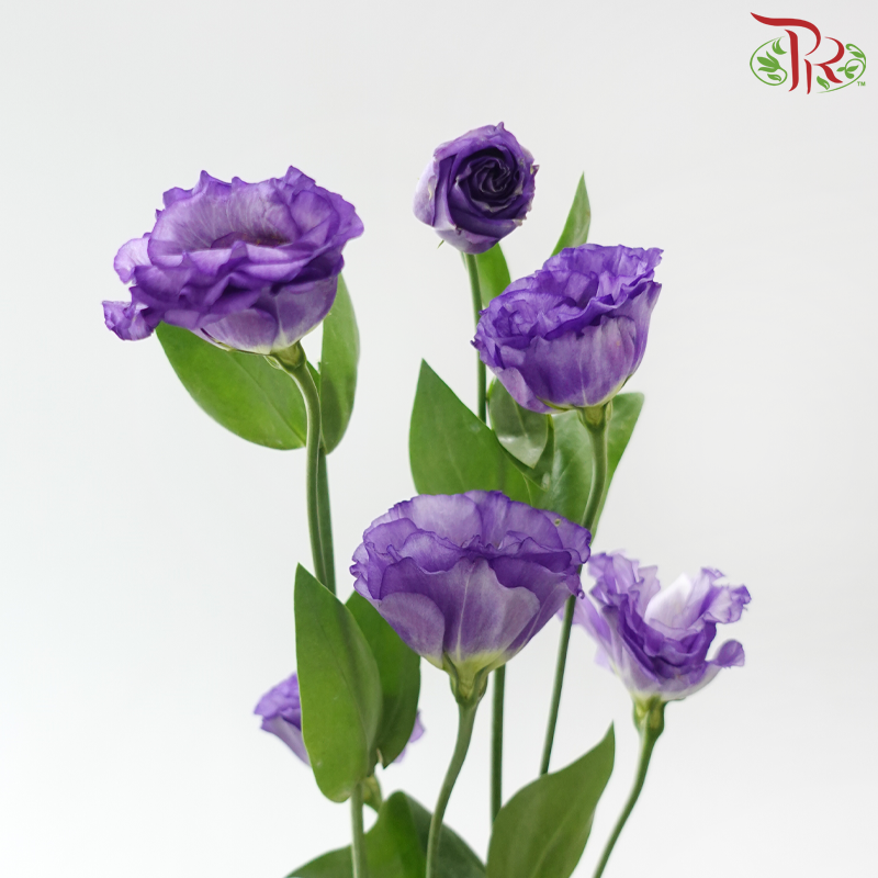 Eustoma《洋桔梗》