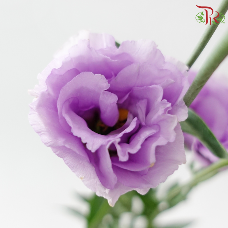 Eustoma Nessen