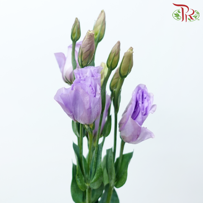 Eustoma《洋桔梗》