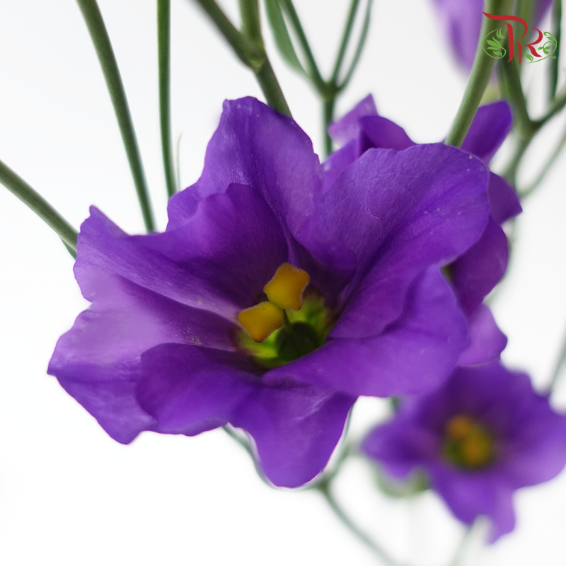 Eustoma Botanic