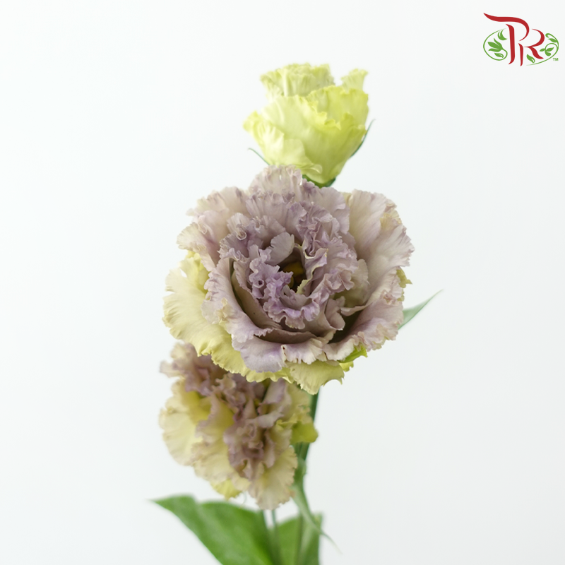 Eustoma《洋桔梗》