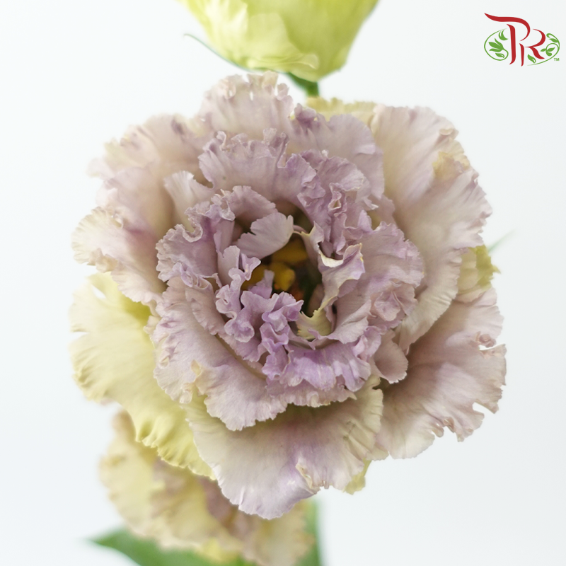 Eustoma《洋桔梗》