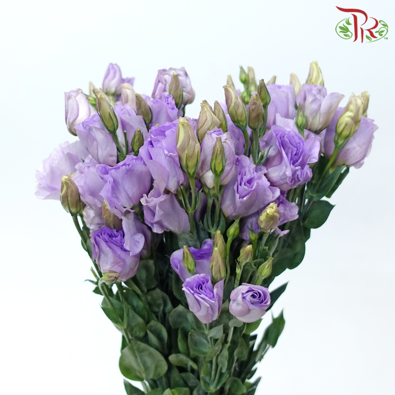 Eustoma《洋桔梗》