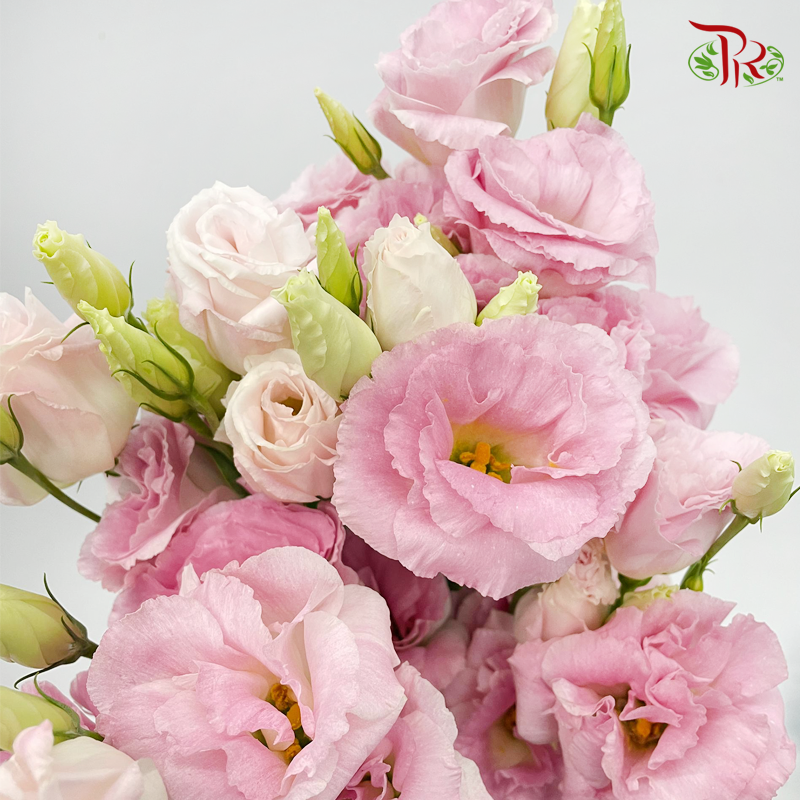 Eustoma LV- Pink Tone (10 Stems) - Pudu Ria Florist