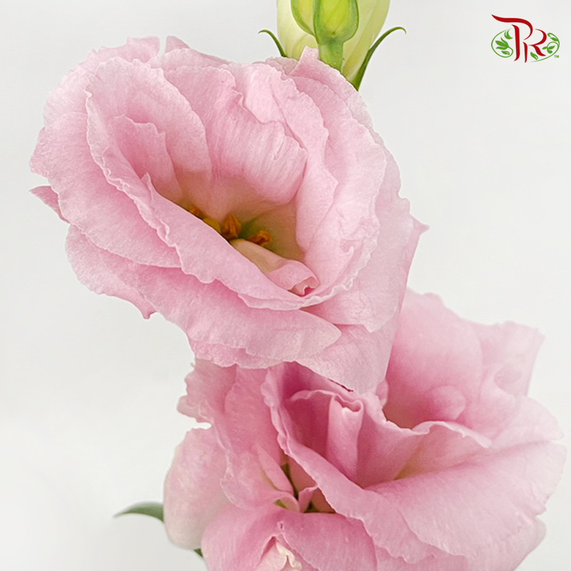 Eustoma LV- Pink Tone (10 Stems) - Pudu Ria Florist