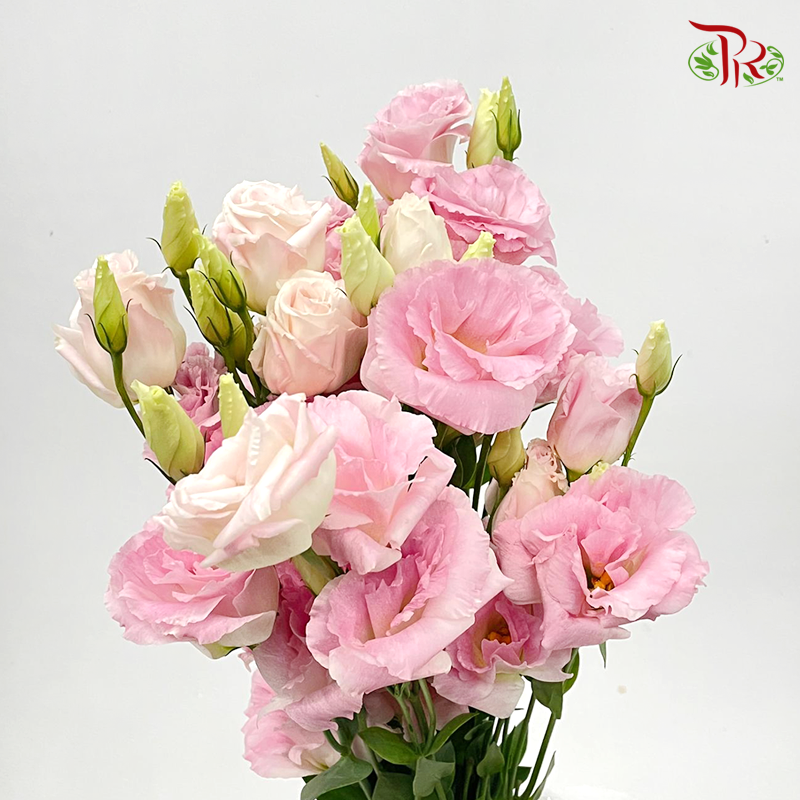 Eustoma LV- Pink Tone (10 Stems) - Pudu Ria Florist