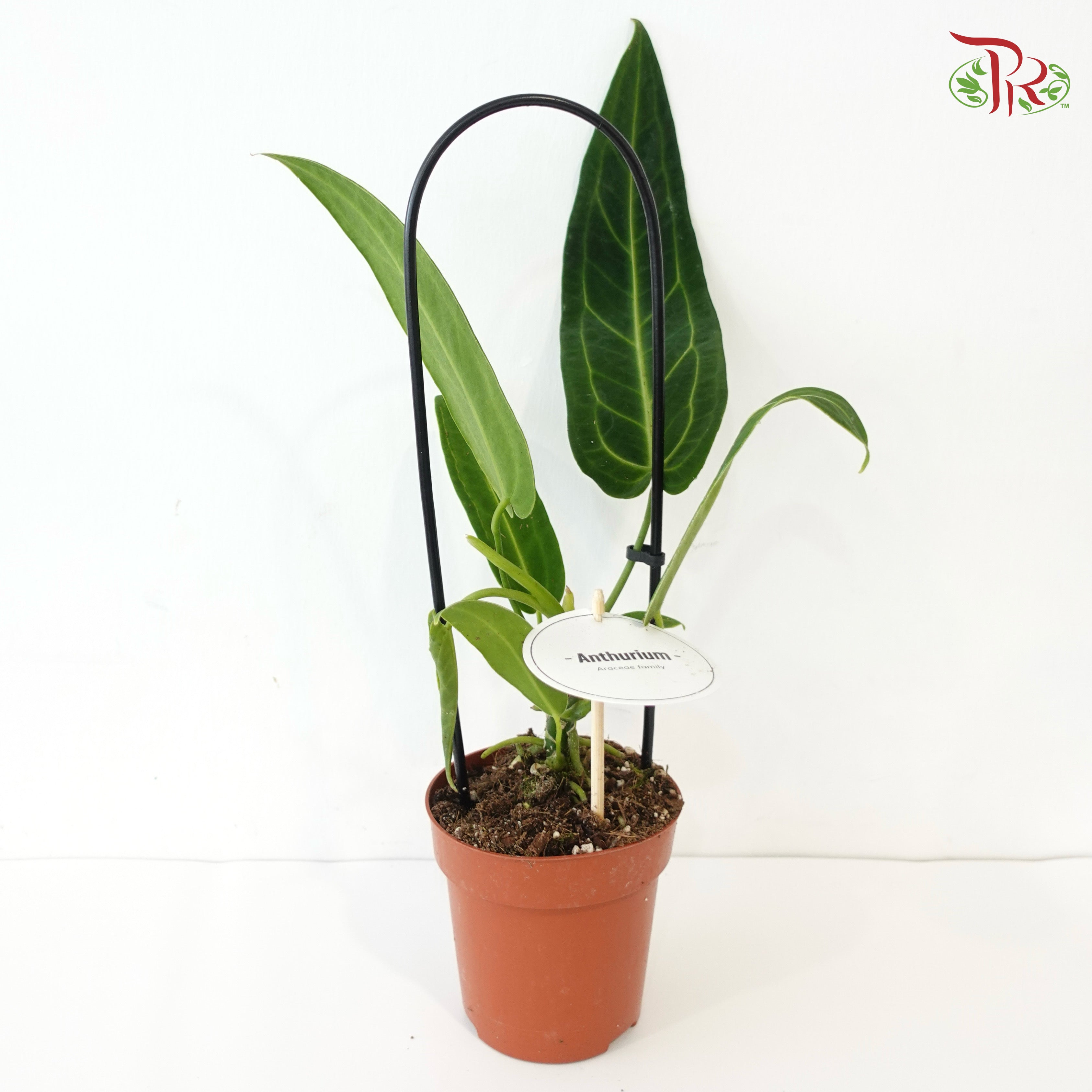 Anthurium Warocqueanum 120