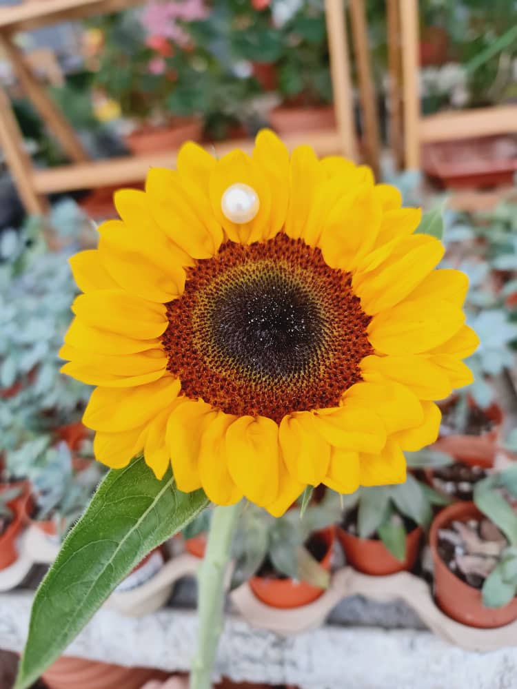 FBA066 PEARL BEADS (100') - Freesia