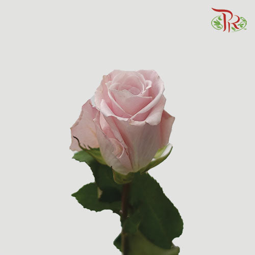 F’tina Rose - Sweet Escimo (25 Stems) - Pudu Ria Florist