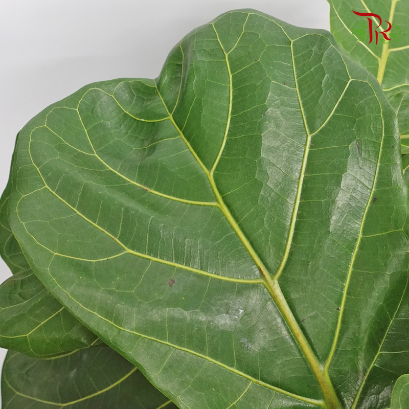 Ficus Lyrata Single-5PP《琴叶榕》 - Pudu Ria Florist