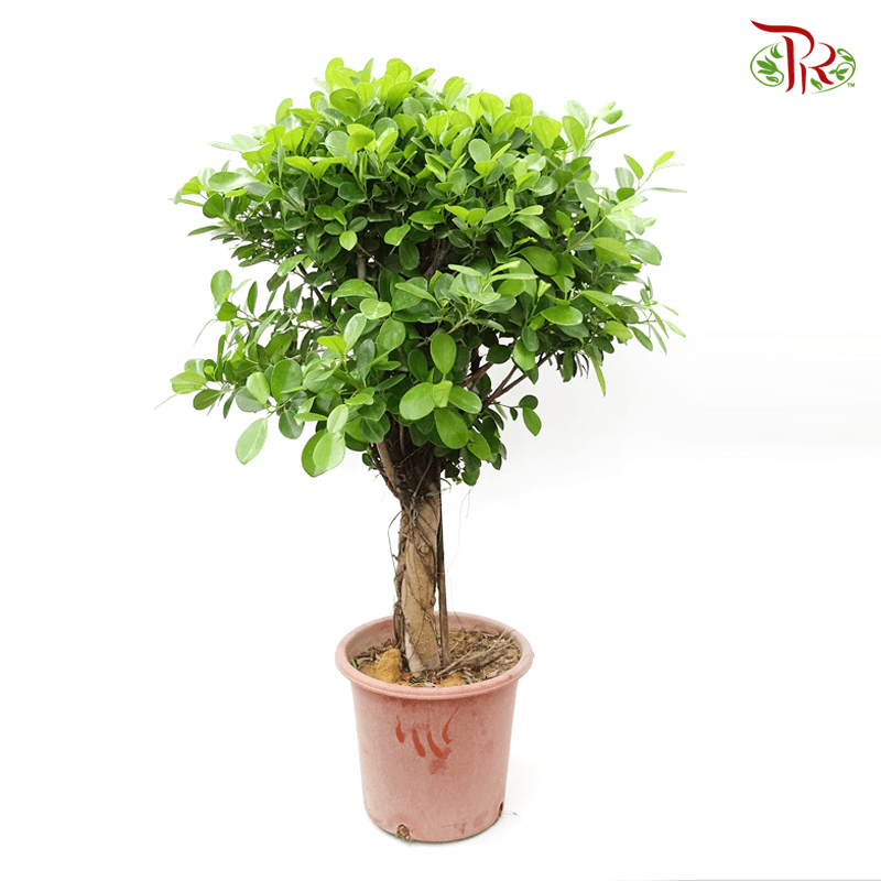 Ficus Microcarpa 《人参榕》 - Pudu Ria Florist