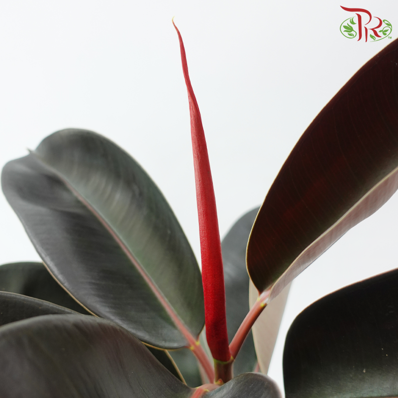 Ficus Burgundy Leaf