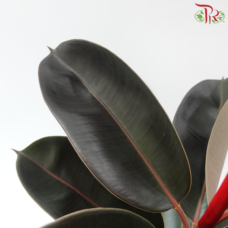 Ficus Burgundy Leaf