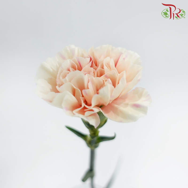 Carnation《康乃馨》