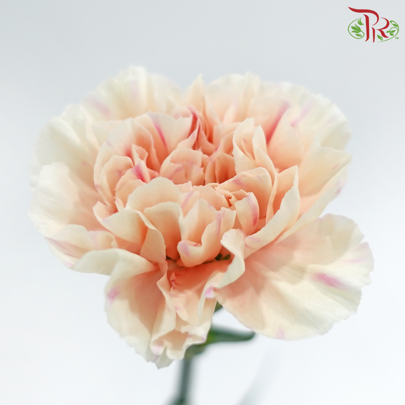 Carnation《康乃馨》