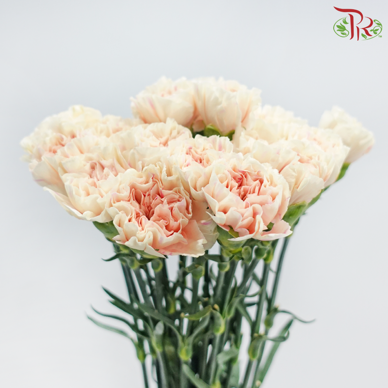 Carnation《康乃馨》