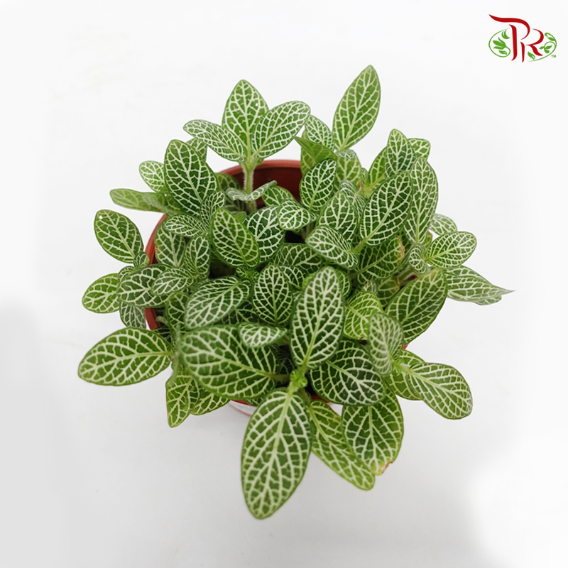 Fittonia《网纹草》 - Pudu Ria Florist