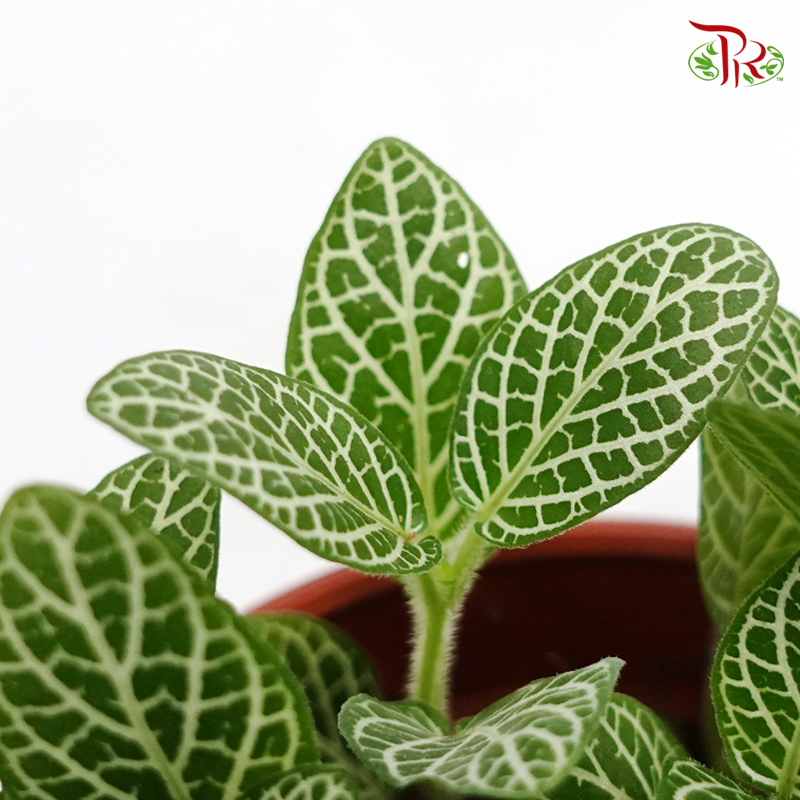 Fittonia《网纹草》 - Pudu Ria Florist
