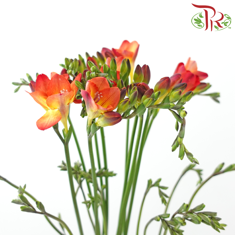 Freesia