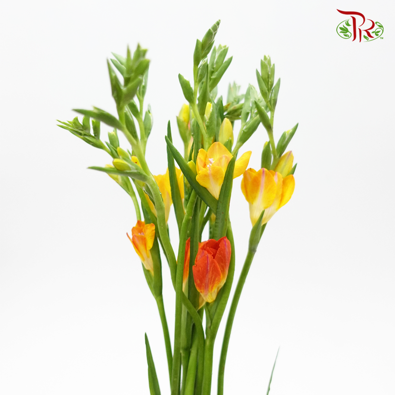 Freesia - Orange (Per Bunch) - Pudu Ria Florist