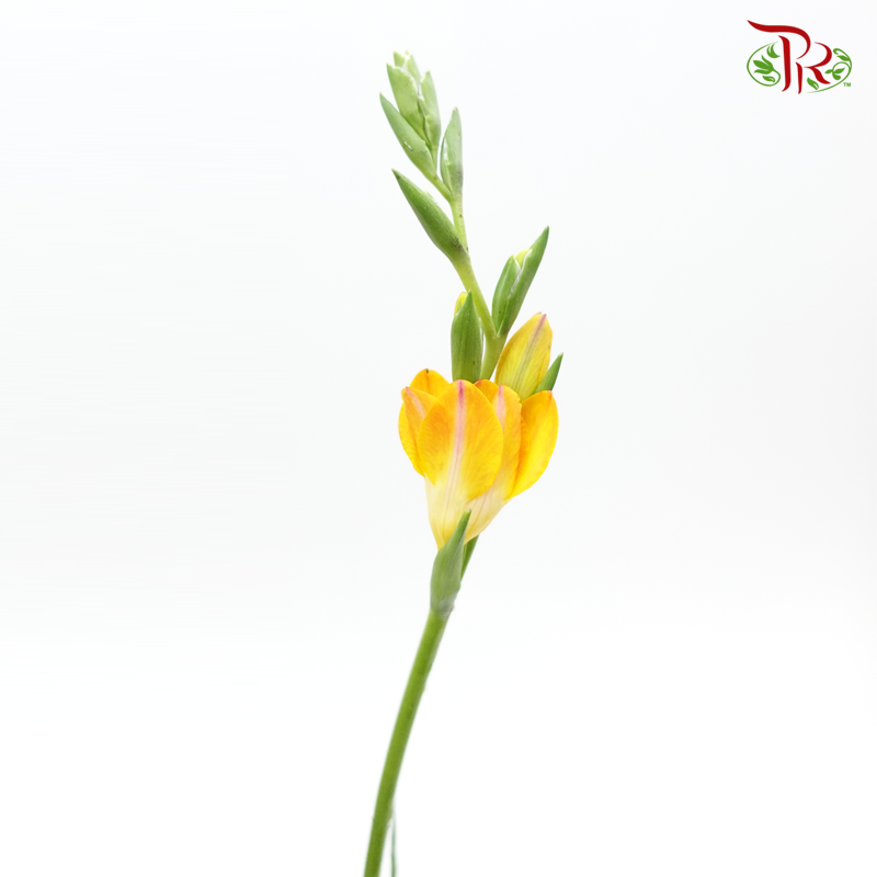 Freesia - Orange (Per Bunch) - Pudu Ria Florist