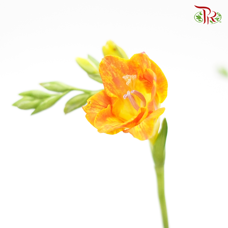 Freesia - Orange (Per Bunch) - Pudu Ria Florist