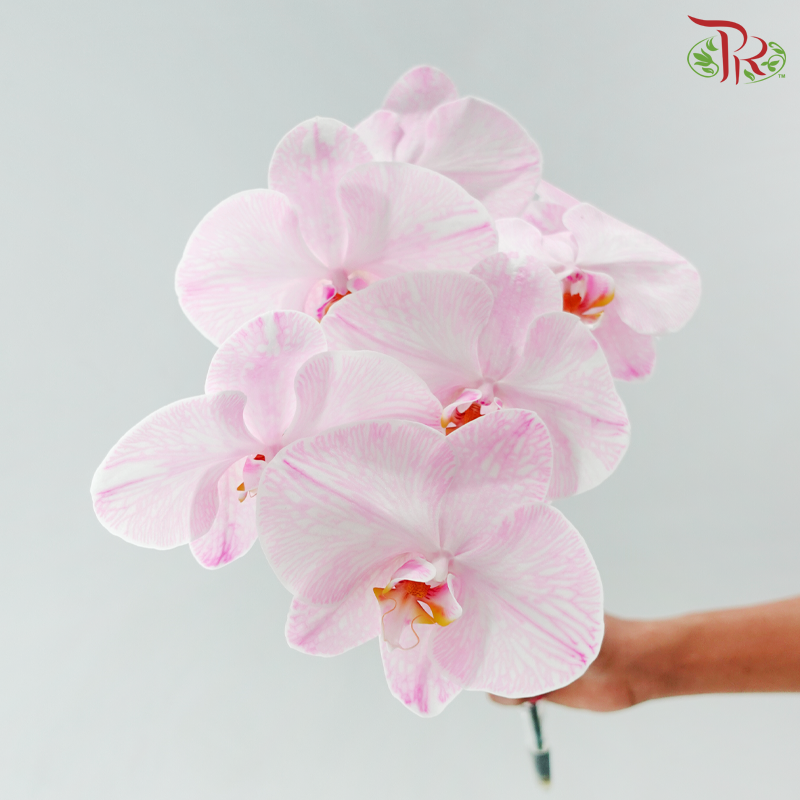 Phalaenopsis Cut《蝴蝶兰》