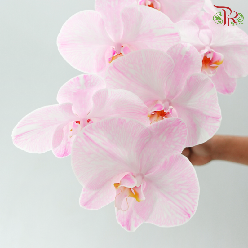 Phalaenopsis Cut《蝴蝶兰》