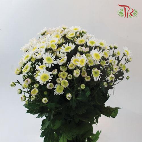 Chrysanthemum - Santini (Per Bunch) - Pudu Ria Florist