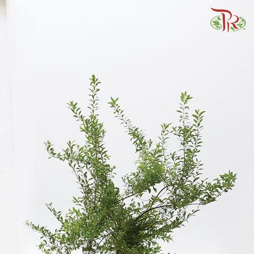 Epilobium - (3 Stems) - Pudu Ria Florist