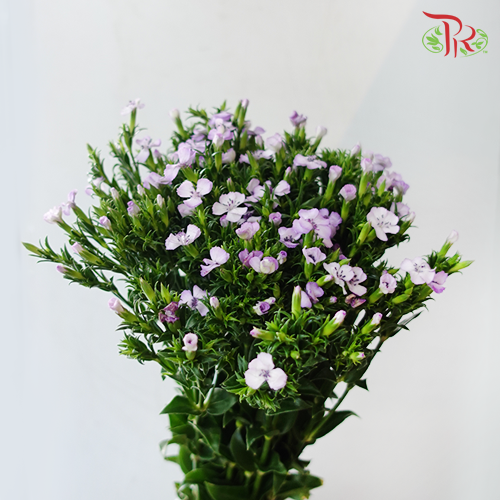 Phlox - Light Purple (Per Bunch) - Pudu Ria Florist