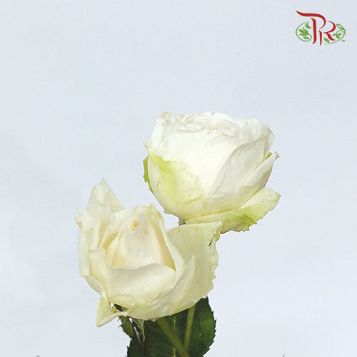 Rose Scented - Tambuzi White Spray (12 Stems) - Pudu Ria Florist