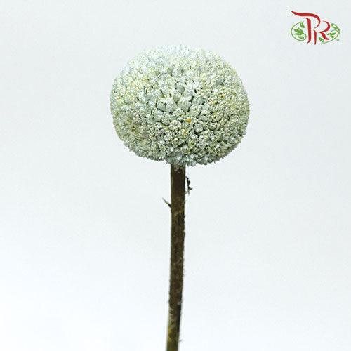 Craspedia Dyed - Light Blue (10 Stems) - Pudu Ria Florist