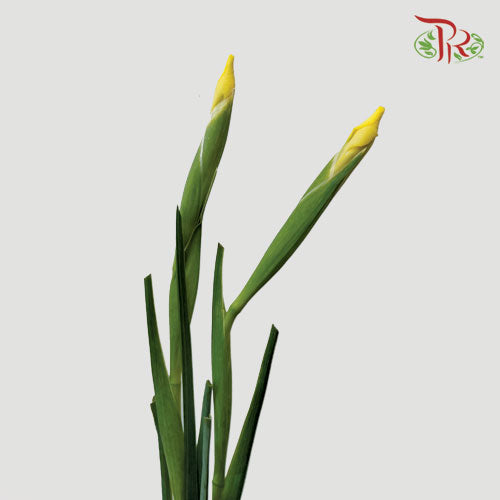 Iris Long Stems - Yellow (10 Stems) - Pudu Ria Florist