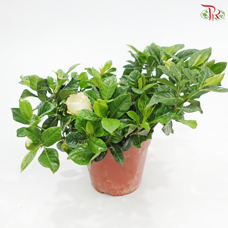 Gardenia P110《栀子花》