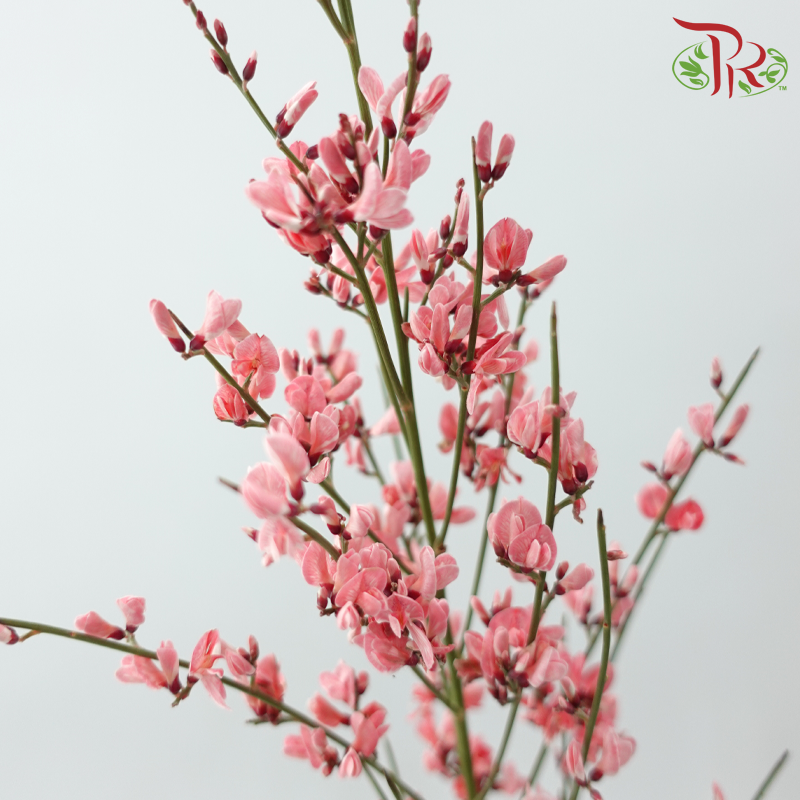 Genista