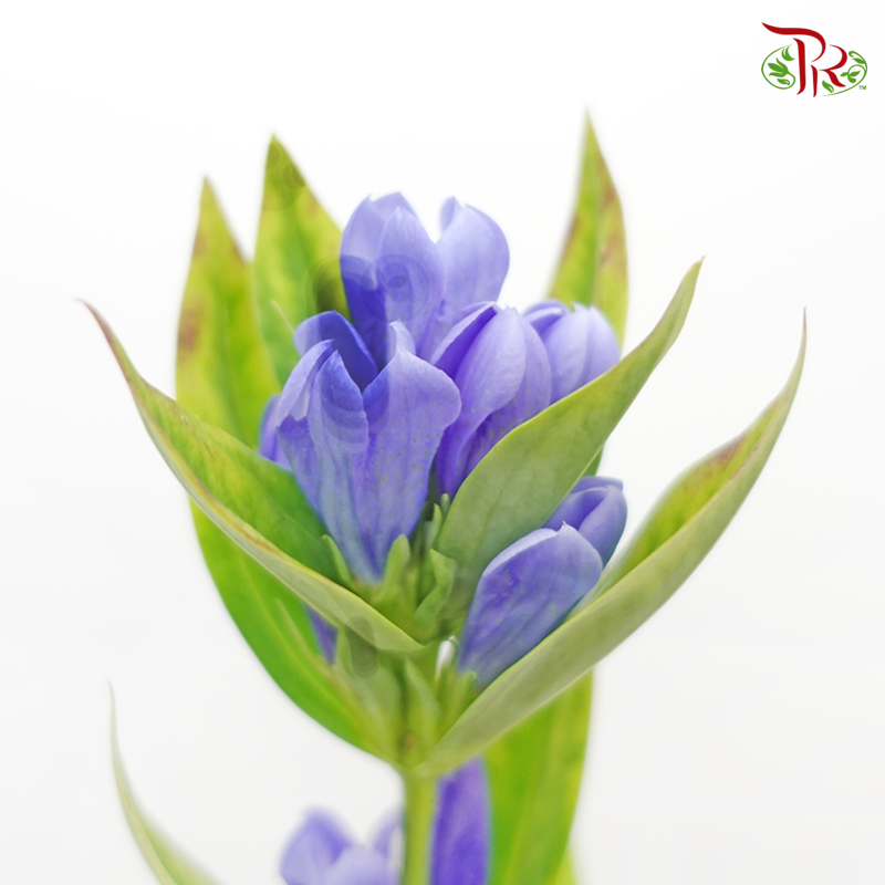 Gentiana - Blue Tone (5 Stems) - Pudu Ria Florist