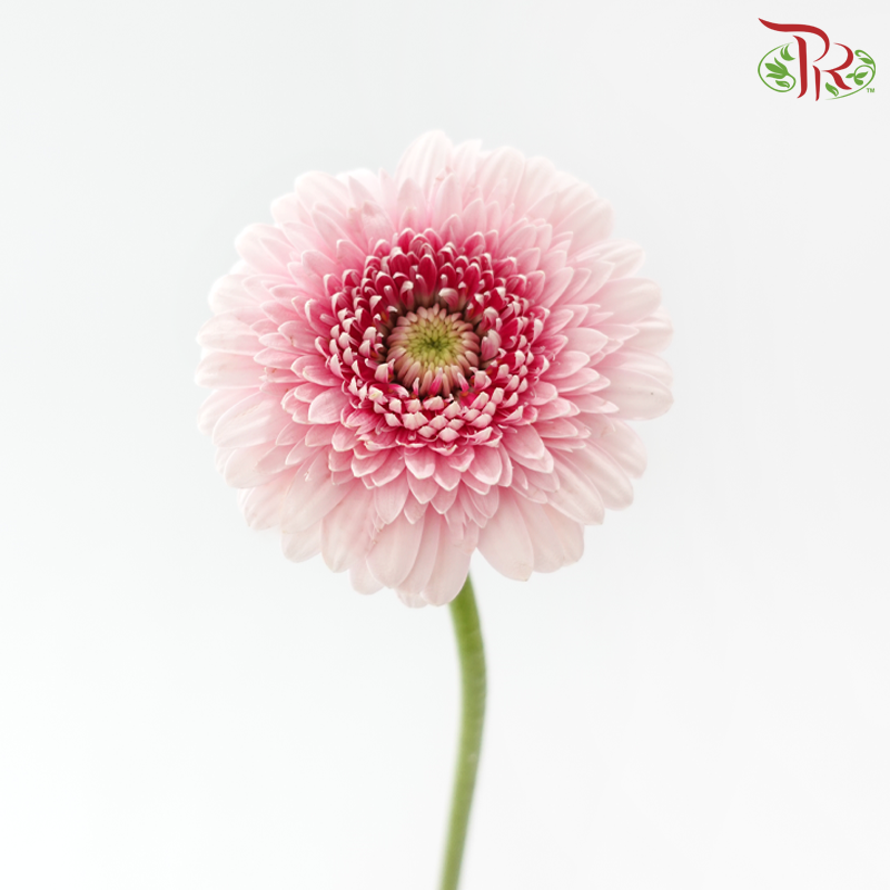 Gerbera Mini