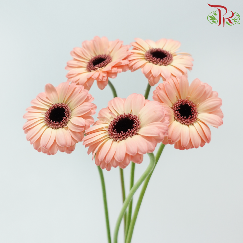 Gerbera Mini