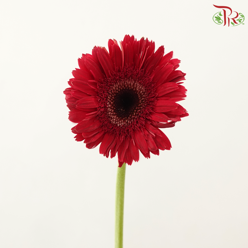 Gerbera Gemini / Pasta