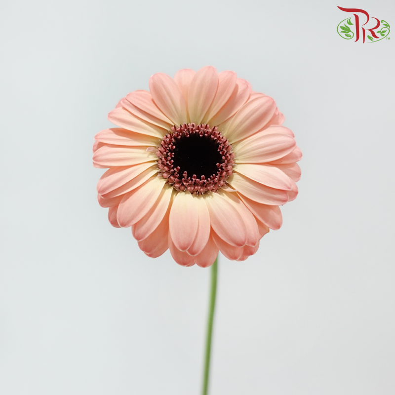 Gerbera Mini