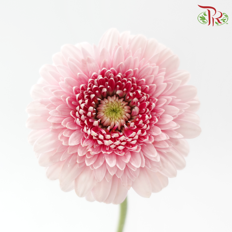 Gerbera Mini