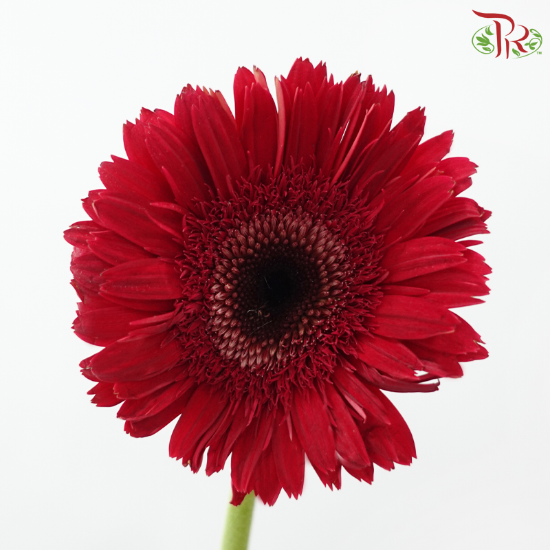 Gerbera Gemini / Pasta