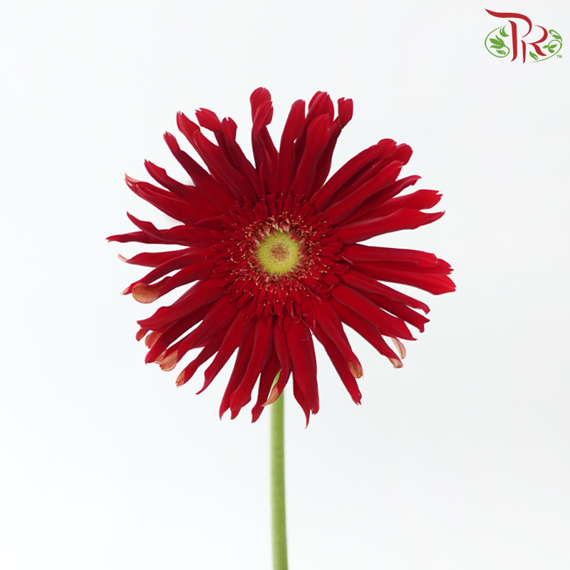 Gerbera Spider/ Pasta